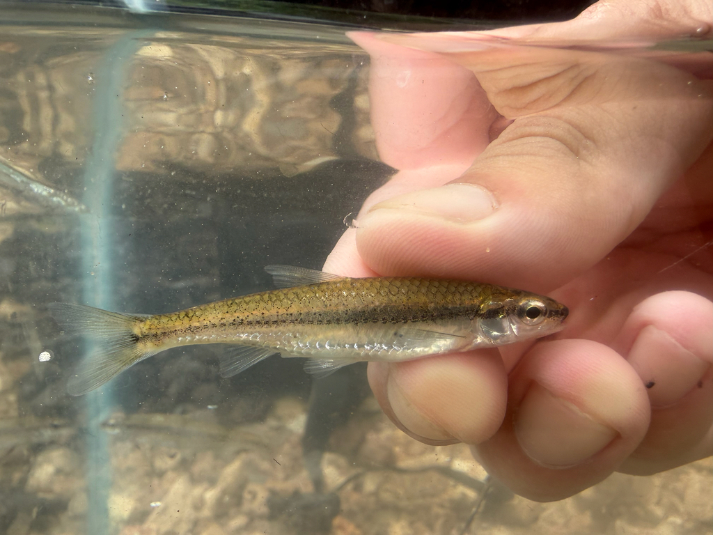 Ozark Minnow