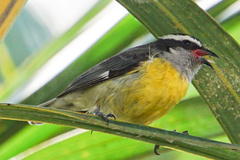 Coereba flaveola
