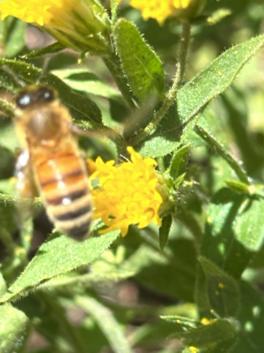 iNaturalist observation photo of Western Honey Bee