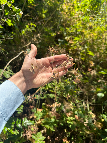 Lomatium dissectum, photograph 1