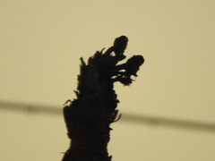 Psittacara holochlorus