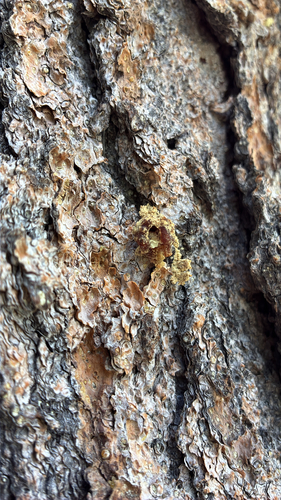 iNaturalist observation photo of Mountain Pine Beetle