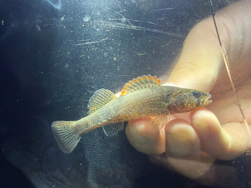 Stippled darter (Etheostoma punctulatum) — Percidae — 5