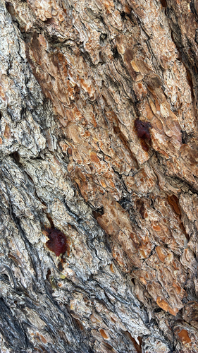 iNaturalist observation photo of Mountain Pine Beetle