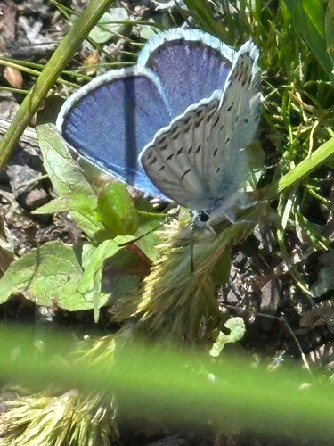 iNaturalist observation photo of Anna's Blue