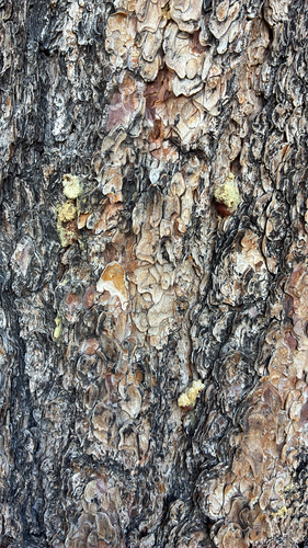 iNaturalist observation photo of Mountain Pine Beetle