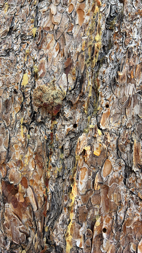 iNaturalist observation photo of Mountain Pine Beetle