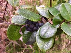 Ilex anomala