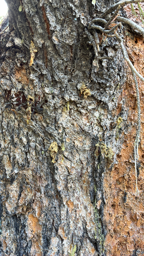 iNaturalist observation photo of Mountain Pine Beetle