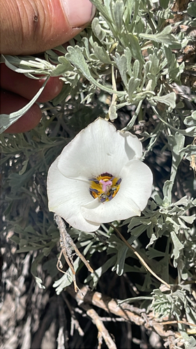 Calochortus bruneaunis, photograph 3