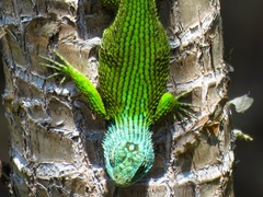 Sceloporus hondurensis