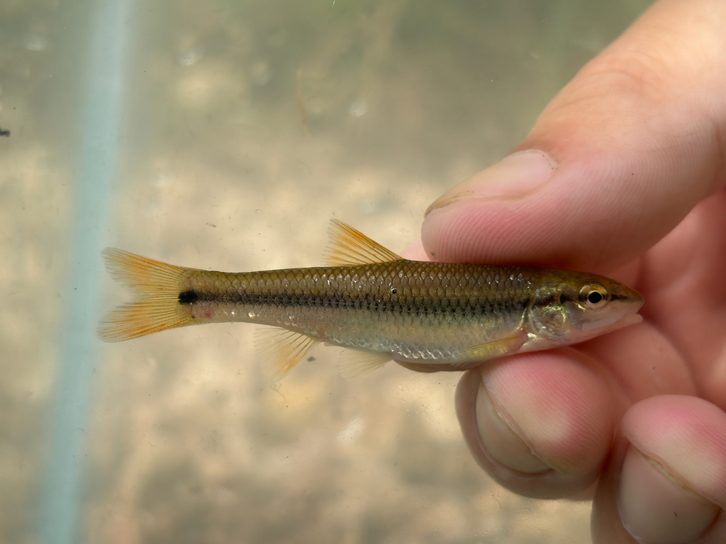 Redspot Chub