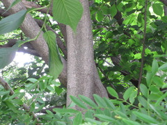 Gleditsia japonica