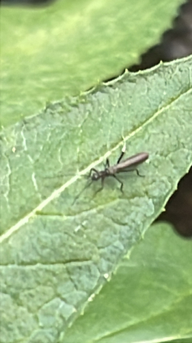 iNaturalist observation photo of Winged and Once-winged Insects