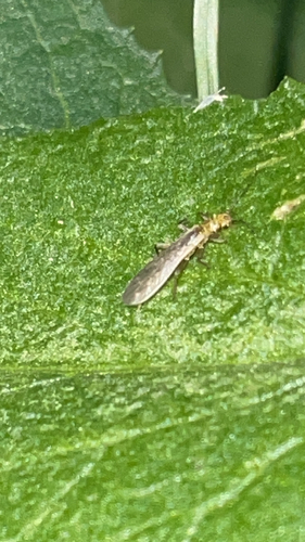iNaturalist observation photo of Sweltsa