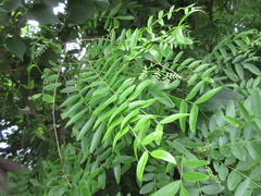 Gleditsia japonica