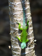 Sceloporus hondurensis