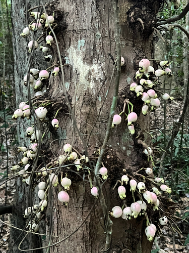 Syzygium cormiflorum, photograph 6