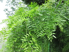 Gleditsia japonica