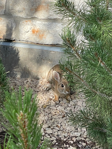 Mountain Cottontail observed by maxwell_perez