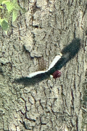 Red-headed Woodpecker observed by danih4