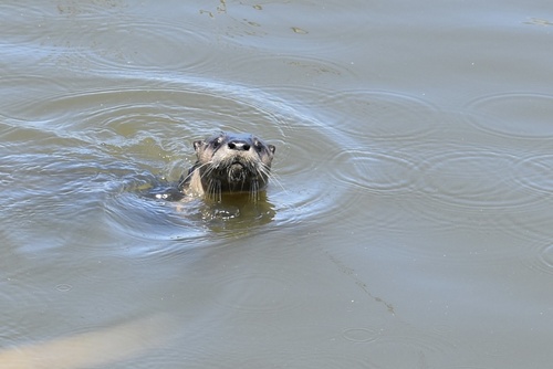 North American River Otter observed by newtybynature