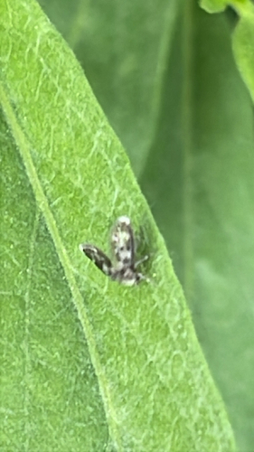 iNaturalist observation photo of Moth Flies
