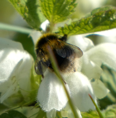 Bombus