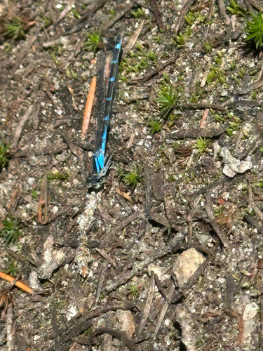 iNaturalist observation photo of Bluets