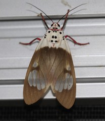 Amerila crokeri