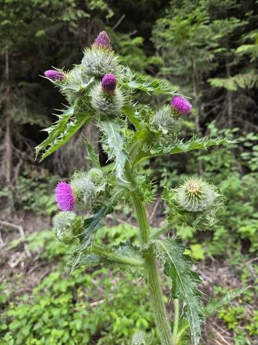 Cirsium brevistylum