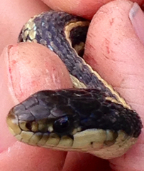 Thamnophis atratus