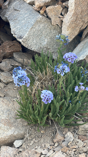 Polemonium eximium, photograph 4