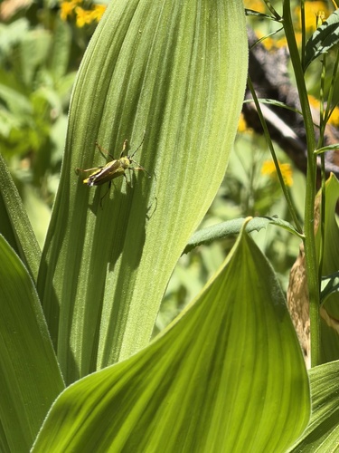 iNaturalist observation photo of Yellow Velvet Beetle