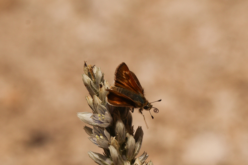 iNaturalist observation photo of Sonoran Skipper