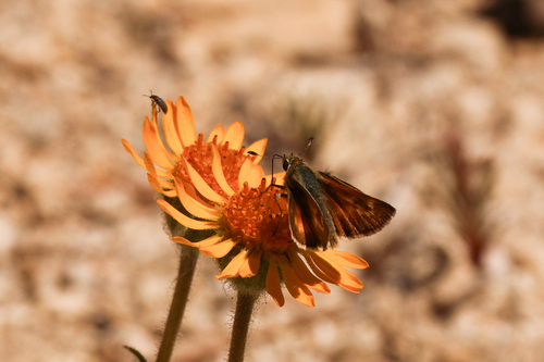 iNaturalist observation photo of Sonoran Skipper