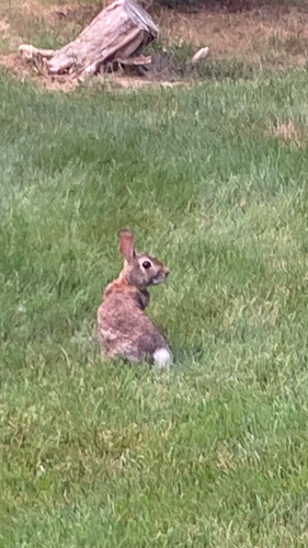 Eastern Cottontail observed by tonynewmoon
