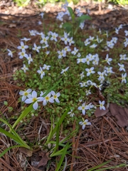 Houstonia serpyllifolia
