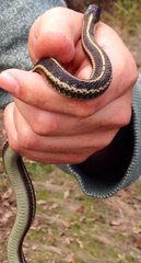 Thamnophis atratus