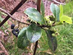 Ilex anomala