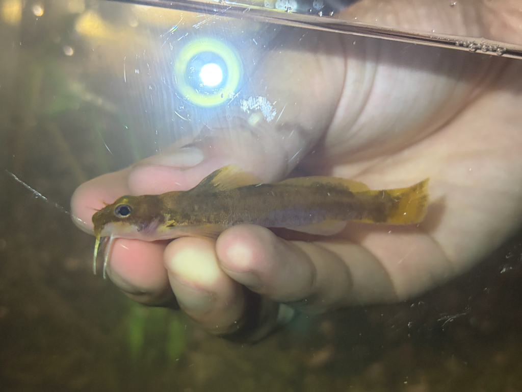Eastern Ozark Madtom