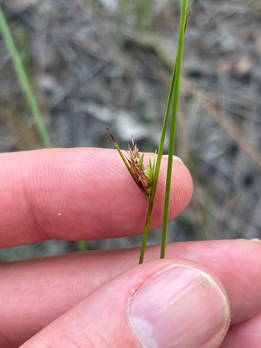 Scleria ciliata, 2026-07-18