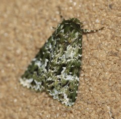 Thalatha bryochlora