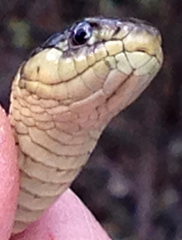 Thamnophis atratus