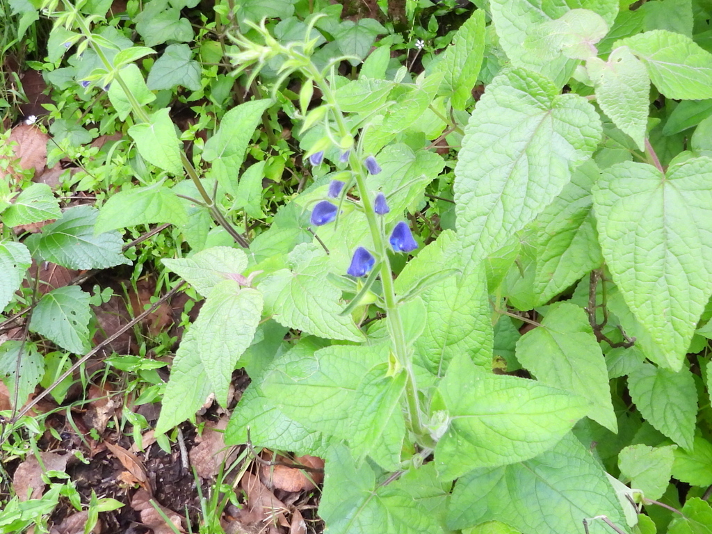 Salvia patens; photograph (c) Oscar Alejandro Morales Juárez, some rights reserved (CC BY-SA)