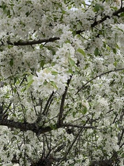 Prunus cerasifera