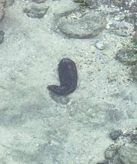 Holothuria leucospilota