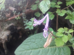 Corydalis leptocarpa