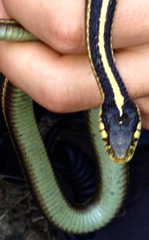 Thamnophis elegans elegans