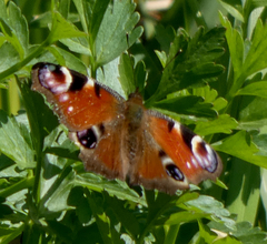 Aglais io